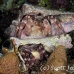 crab_hermit_3fw_lc_h_0373_cay0495.jpg